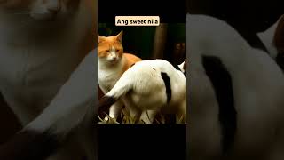 Ang cute nila noh pets cats animals animallover [upl. by Lytsyrk]