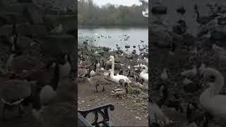 Pennington flash Swan and duck feeding [upl. by Yeldoow]