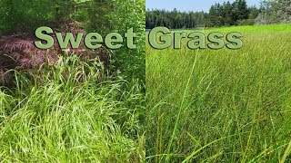 Swite  Sweet Grass [upl. by Ecnadnac]