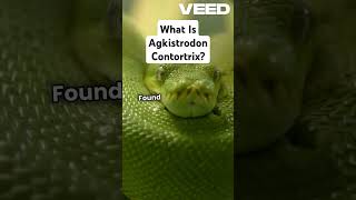 What is Agkistrodon Contortrix facts animals wildlife [upl. by Niwle]