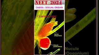 CHARA NEET 2024 Oogonium and Antheridium NCERT cpsharma cpsharmaclasses CHARA neetexam [upl. by Rednirah883]