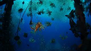 lion fish hunting glass fish on Satil the wreck [upl. by Steve122]