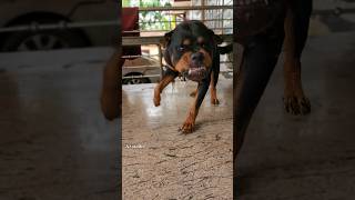 angry dog barking sound rottweiler angry angrycute dog viralreels shortsfeed angrydog [upl. by Laitselec]