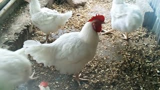 Élevage de poulets  je vous apprends à élever des reproducteurs cobb 500 gratuitement22996667715 [upl. by Kcirdnek]