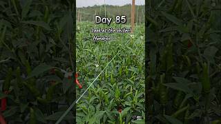 Chilies Growing NonStop Harvest Day growingchili farming garden fertigasicili [upl. by Wolfy]