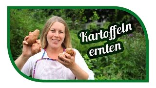 Kartoffeln anbauen 🥔 im Kübel und der Tonne 🥔 Unsere Kartoffelnsorten [upl. by Nirual]