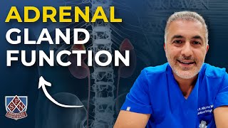 Adrenal Gland Function [upl. by Arrimat]