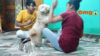 My Dog Attacked On Me😂🤣  Lhasa Apso  Psycho Happier [upl. by Nodarse925]