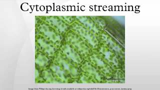 Cytoplasmic streaming [upl. by Hebe341]