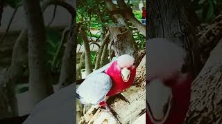 Parrot saying Love you shortsvideo [upl. by Sirac]