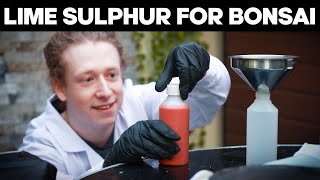 How to Make Lime Sulphur for Bonsai [upl. by Forras309]