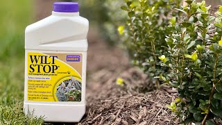 Protect Those Evergreens for Winter applying Bonide Wilt Stop [upl. by Leugar]