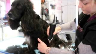 HOW TO DO A WORKING COCKER SPANIEL [upl. by Sal]