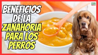 🔴 BENEFICIOS DE LA ZANAHORIA Y LA CALABAZA PARA LOS PERROS 🥕 [upl. by Essirahc]