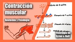 Contracción muscular  Anatomía y Fisiología  Fisiología de Gyton amp Hall  Musculo Esquelético [upl. by Ewolram]