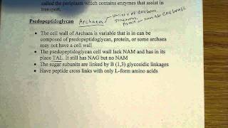 Psedopeptidoglycan structure [upl. by Gavra970]