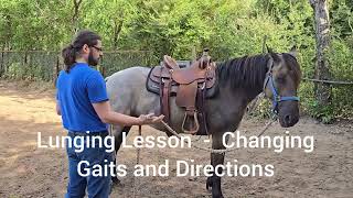 Lunging Lesson  How to start lunging a horse changing gaits and direction on the lunge line [upl. by Ayouqes520]