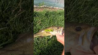 Would you try the bellows gill shorts bassfishing [upl. by Elpmid]