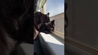 Two lovely ladies 😻 youtube cat cats catvideos catlover catshorts catshorts meow cute fun [upl. by Menken]