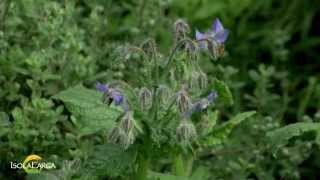 Borago officinalis [upl. by Kathye]