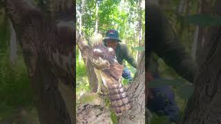 Let’s to watch a man play with eagle on a termite mound part 03 admirers wildlife nature birds [upl. by Enirual602]