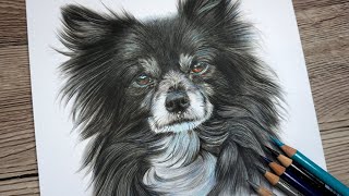 How To Draw Realistic Black Fur  Polychromos Colour Pencil Tutorial [upl. by Hein]