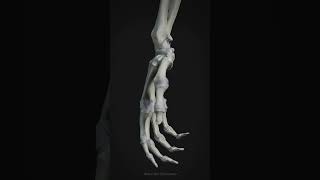 Ligaments of the Hand physiology medicalanimation skeleton 3danatomy anatomyart [upl. by Atena344]