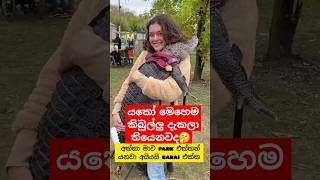 කිබුලට ගියපු කලක් 😁 Whotto funny crocodile shortvideo shorts youtubeshorts දෙවුවා [upl. by Artaed]