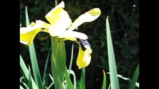 27 04 2016 Xylocopa violacea carpenter bee [upl. by Nytsua]