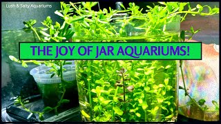 Lotta Green in Tip Jar  The Joy of Jar Aquariums [upl. by Chinua]