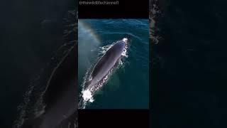 Minke Whale The Ocean’s Sleek Swimmer [upl. by Lybis]