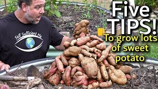 5 Tips How to Grow a Ton of Sweet Potato in One Container or Garden Bed [upl. by Elreath]