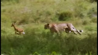 Young Cheetahs Attack Young Antelope  Cheetahs  Fast Track to Freedom  BBC Earth [upl. by Peonir]