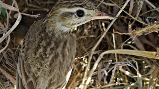 Mother bird watching camera after putting food in babys mouth BirdPlusNest [upl. by Hterrag]