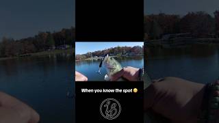 New lipless crank prototype definitely catches fish 🎣 wwwlazybaitscocom [upl. by Ahsirek928]