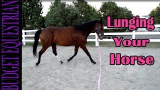 Lunging My Horses [upl. by Darcey]