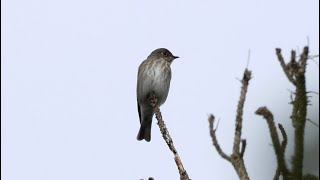 Super rare Darksided Flycatcher  Roetvliegenvanger [upl. by Conah]