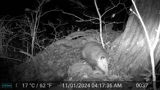 opossum at swamp outcropping two scenes 20241103 [upl. by Tullusus714]