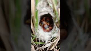 Amazing Discovery Zitting Cisticola Bird Nest and Adorable Babies [upl. by Annaxor]