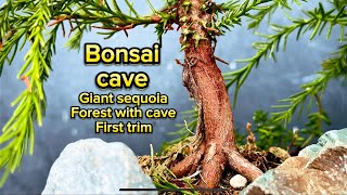 Giant sequoia how to trim 3 yr old giant sequoia Cave bonsai forest new japan bonsaijapan [upl. by Mafalda]