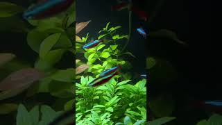 Ludwigia Repens Aquarium Plant Care Guide and Species Profile 🌱 [upl. by Oringa]