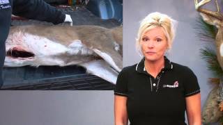 How To Skin a Deer  Field Care for Taxidermy [upl. by Norehs]