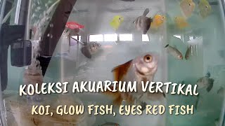 KOI GLOW FISH EYES RED FISH JADI SATU KELUARGA [upl. by Aneele]