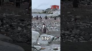 Penguins propose with pebbles 🐧💍 funfacts fyp penguin [upl. by Bobinette]