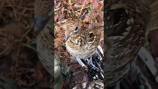 Robert Tanis with a very cool experience from the deer stand michiganoutdoorsreport [upl. by Raddie235]