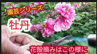 【牡丹花殻摘み】来年の新芽に備えて【園芸シリーズ】 [upl. by Giorgi]