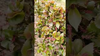 Acalypha plant NeelkamalNurseryJpr Jaipur [upl. by Eltsirk]