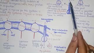 Chemiosmosis And Oxidative Phosphorylation  Federal And KPK Board  Class 11 Biology [upl. by Adriano]