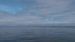 1000 Scottish Dolphins from Hebridean Whale Cruises Gairloch [upl. by Suivart]