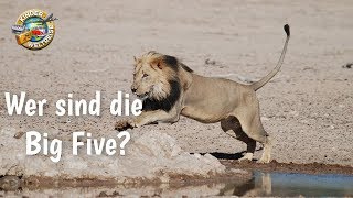 Tiere in Afrika für Kinder erklärt Wer sind die quotBig Fivequot Lerne die Tierwelt Afrikas kennen [upl. by Sergo479]